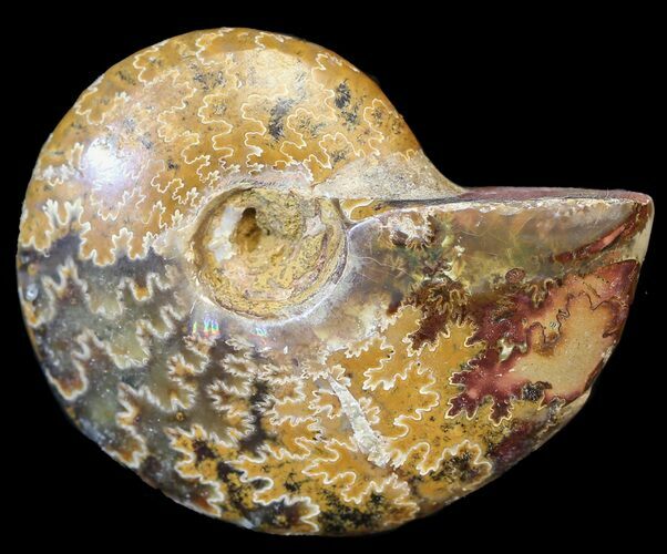 Cleoniceras Ammonite Fossil - Madagascar #44494